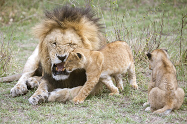 Männlicher Löwe (Panthera leo) brüllt seine Jungen an, Masai Mara National Reserve, Kenia - AURF05452