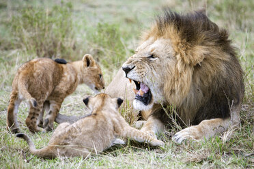 Männlicher Löwe (Panthera leo) brüllt seine Jungen an, Masai Mara National Reserve, Kenia - AURF05453