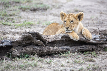 Lion (Panthera leo) cub, Masai Mara National Reserve, Kenya - AURF05454