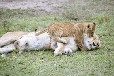 Löwenjunges (Panthera leo) spielt mit erwachsenem Weibchen, Masai Mara National Reserve, Kenia - AURF05455