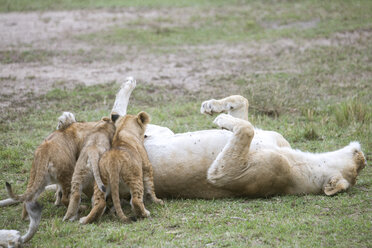 Säugende Löwenjunge (Panthera leo), Masai Mara National Reserve, Kenia - AURF05456
