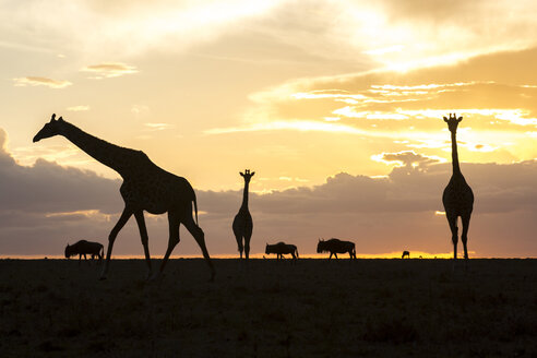 Giraffen und Gnus als Silhouette bei Sonnenuntergang, Masai Mara National Reserve, Kenia - AURF05457