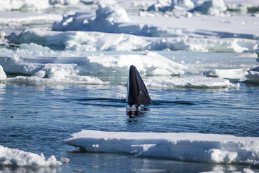 Zwergwal (Balaenoptera acutorostrata), Arktischer Ozean, Spitzbergen, Svalbard und Jan Mayen, Norwegen - AURF05488