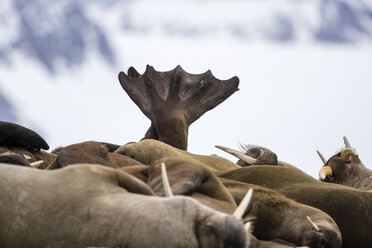 Gruppe von Walrossen (Odobenus rosmarus), Spitzbergen, Svalbard und Jan Mayen, Norwegen - AURF05489