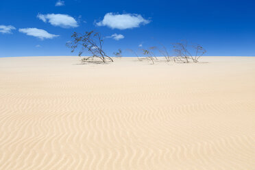 Sanddünen, bei Corralejo, Fuerteventura, Kanarische Inseln, Spanien, Atlantik, Europa - AURF05517