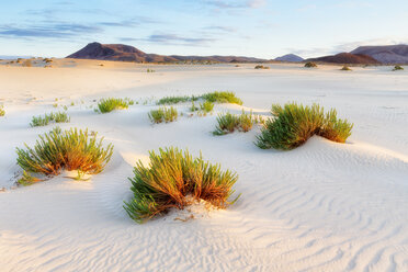 Sand dunes, near Corralejo, Fuerteventura, Canary Islands, Spain, Atlantic, Europe - AURF05521