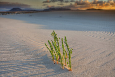 Sanddünen, bei Corralejo, Fuerteventura, Kanarische Inseln, Spanien, Atlantik, Europa - AURF05522