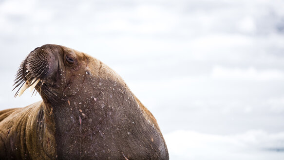 Supermodel-Walross, Odobenus Rosmarus, Spitzbergen, Svalbard - AURF05604