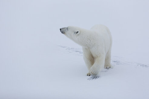 Da kommt jemand, Ursus Maritimus, Spitzbergen, Svalbard - AURF05605