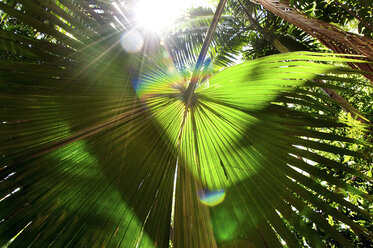 Sonnenlicht scheint durch ein dickes tropisches Vordach mit einem Palmenwedel - AURF05612