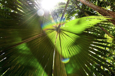 Sunlight Shines Through A Thick Tropical Canopy With A Palm Frond - AURF05612