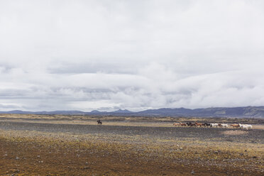 Island, Isländisches Hochland, Landmannalaugar, Islandpferde, Naturschutzgebiet Fjallabak - MMAF00548