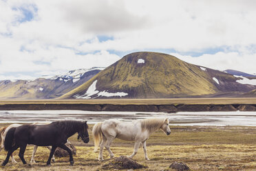 Island, Isländisches Hochland, Landmannalaugar, Islandpferde, Naturschutzgebiet Fjallabak - MMAF00551