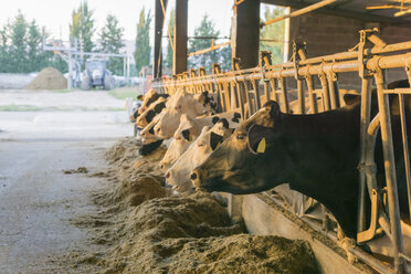 Kühe im Stall auf einem Bauernhof - FBAF00087