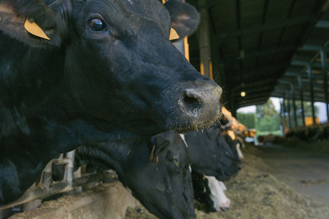 Kühe im Stall auf einem Bauernhof, lizenzfreies Stockfoto