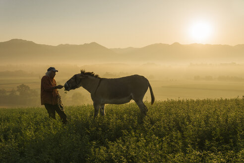 Italien, Toskana, Borgo San Lorenzo, älterer Mann füttert Esel auf einem Feld bei Sonnenaufgang über einer ländlichen Landschaft - FBAF00101