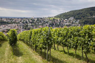 Germany, Rhineland-Palatinate, Neustadt an der Weinstrasse, townscape, vineyard - WIF03620