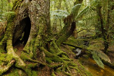 Temperate Rainforest In Mount Field National Park In Tasmania - AURF05651