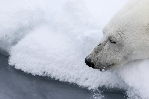 Warten auf eine Beute, Ursus Maritimus, Spitzbergen, Svalbard - AURF05722