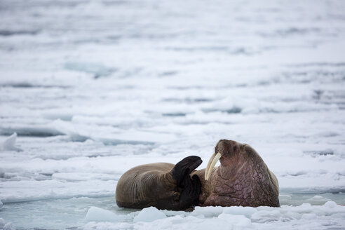 Zwei Walrosse auf Packeis, Odobenus Rosmarus, Spitzbergen, Svalbard - AURF05724