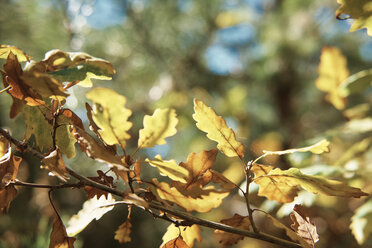 Herbstblätter - BZF00461