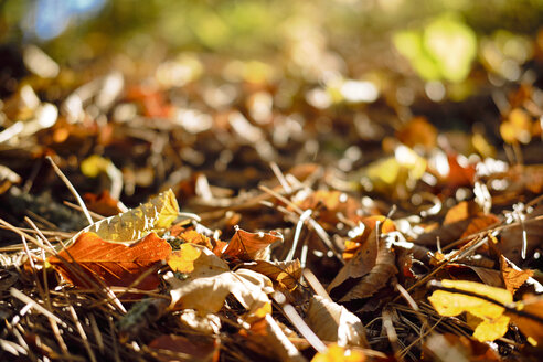 Dry leafs in the park during fall - BZF00463