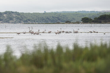 Frankreich, Narbonne, Etang de la Seche, Flamingos im See - SKCF00529