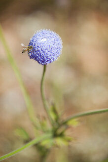 Eine Honigbiene auf einer lila Alliumblüte in Westaustralien - AURF05892