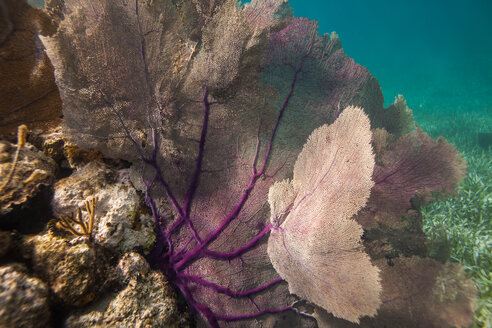 Ein Seefächer, eine Gorgonienkoralle, befindet sich zwischen Riffen und Korallen im flachen Wasser vor der Insel Utila, Honduras. - AURF05908