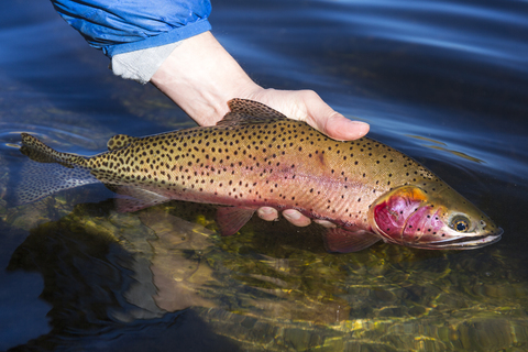 Ein Cutthroat Forelle Fisch gefangen in Utah, Usa, lizenzfreies Stockfoto