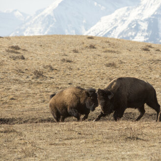 Amerikanischer Bison (Büffel) beim Sparring - AURF05952