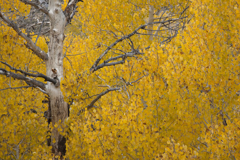 Espenbäume mit Herbstfarben - AURF05956
