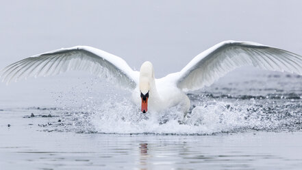 Schöner Schwan mit ausgebreiteten Flügeln auf dem Genfer See - AURF05970