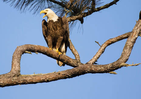 Weißkopfseeadler (Haliaeetus leucocephalus) auf einem Ast sitzend - AURF05983