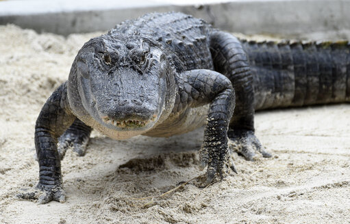 Ein amerikanischer Alligator im Everglades National Park in Südflorida - AURF05991
