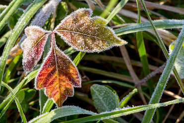 Close up of frosty red poison ivy leaves - AURF06007