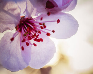 Nahaufnahme einer Pflaumenblüte (Prunus mume), Windsor, Kalifornien, USA - AURF06013