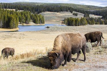 Wisente grasen auf einer Wiese im Yellowstone-Nationalpark, Wyoming, USA - AURF06020