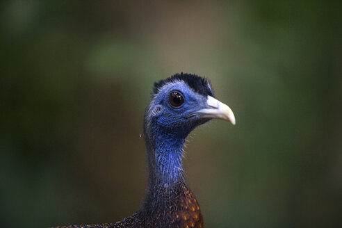 Close up of wild peacock - AURF06040