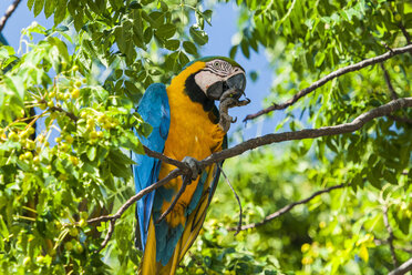 Blue-and-yellow macaw (Ara ararauna) perching on tree, Alto Paraiso, Goias, Brazil - AURF06048