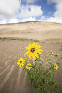 Wildblumen in Sanddünen - AURF06078