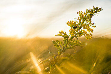 Wild plant at sunset - AURF06082