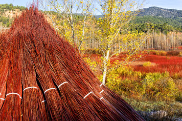 Weidenanbau in Canamares im Herbst - AURF06086