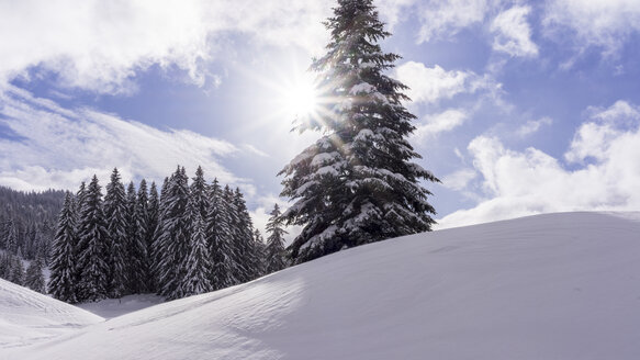 Winterlandschaft mit Fichten - AURF06091