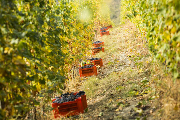 Weinlese der berühmten Nebbiolo-Trauben, aus denen der Barolo-Wein hergestellt wird, im Weingut Roagna in Castiglione Falletto - AURF06092