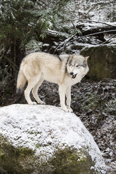Wolf (Canis lupis) im Schnee, Alaska, USA - AURF06094