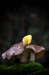 Close-up Of An Emetic Russula Mushroom - AURF06149