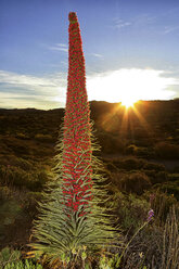 Nahaufnahme einer Tajinaste Blume auf Teneriffa, Kanarische Inseln, Spanien - AURF06150