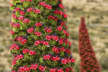 Nahaufnahme einer Tajinaste Blume im Teide National Park - AURF06151