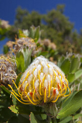 Nahaufnahme einer Waratah-Blume in Margaret River, Westaustralien - AURF06159